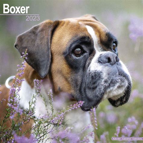 Boxer Calendar